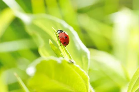 Ladybug Stock Photos
