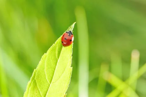 Ladybug Stock Photos