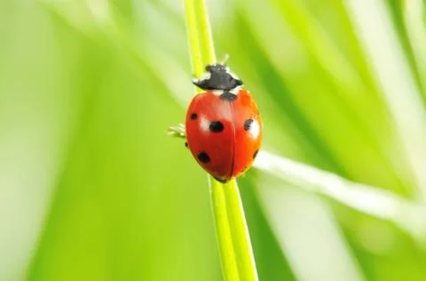 Ladybug Stock Photos