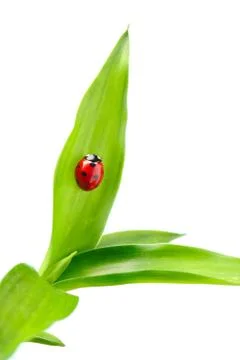 Ladybug Stock Photos