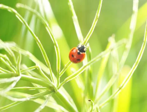 Ladybug Stock Photos