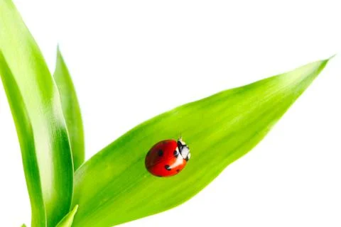 Ladybug Stock Photos
