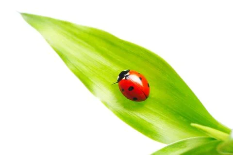 Ladybug Stock Photos