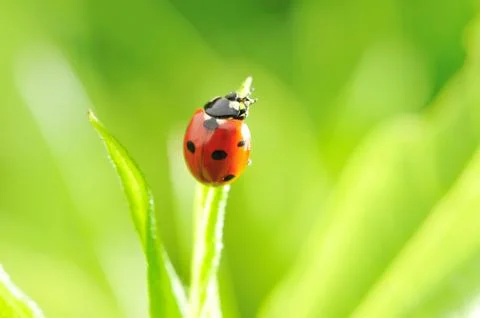 Ladybug Stock Photos