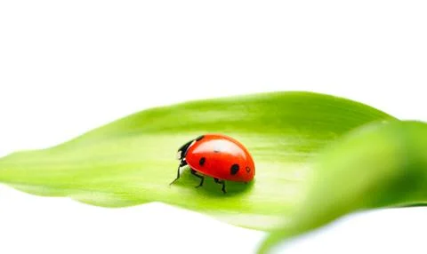Ladybug Stock Photos