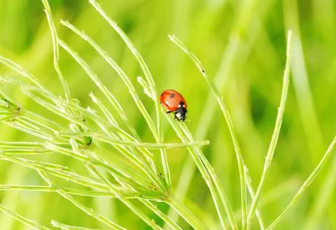 Ladybug Stock Photos