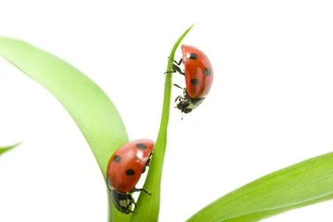 Ladybug Stock Photos