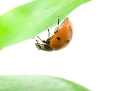 Ladybug Stock Photos