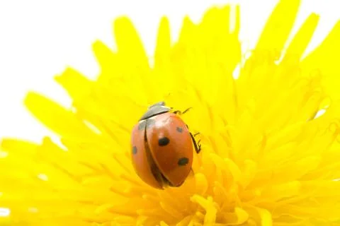 Ladybug Stock Photos