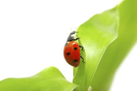Ladybug Stock Photos