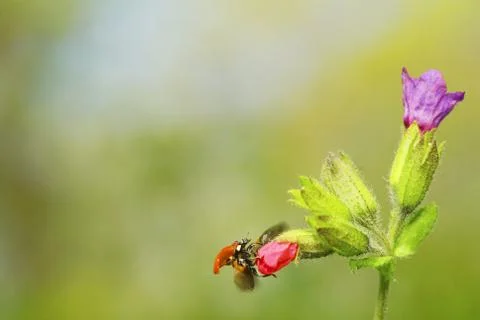 Ladybug Stock Photos