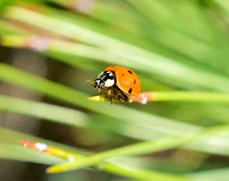 Ladybug Stock Photos