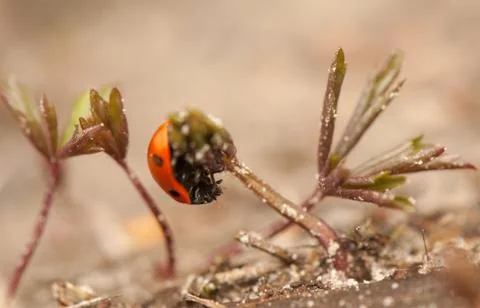 Ladybug Stock Photos