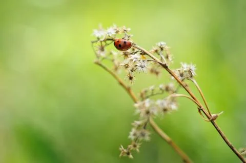 Ladybug Stock Photos