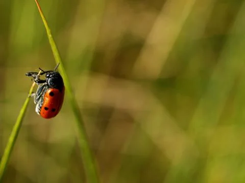 Ladybug Stock Photos
