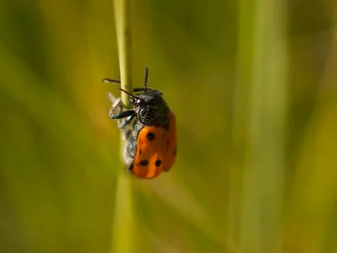 Ladybug Stock Photos