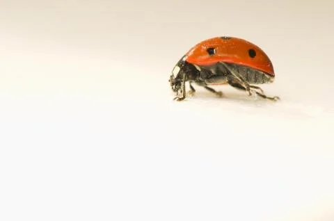 Ladybug Foto stock