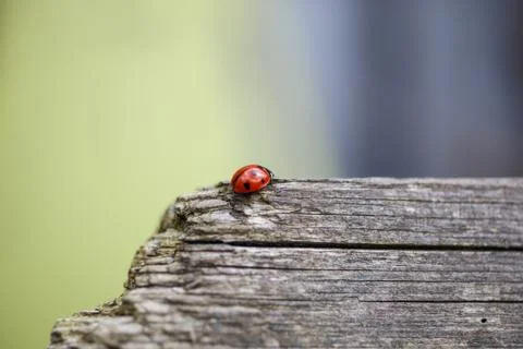 Ladybug Stock Photos