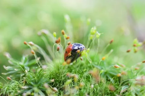 Ladybug Stock Photos