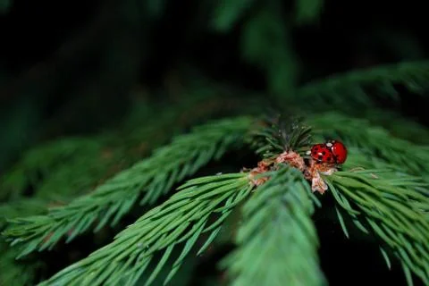 Ladybug Stock Photos