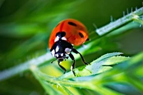 Ladybug Stock Photos