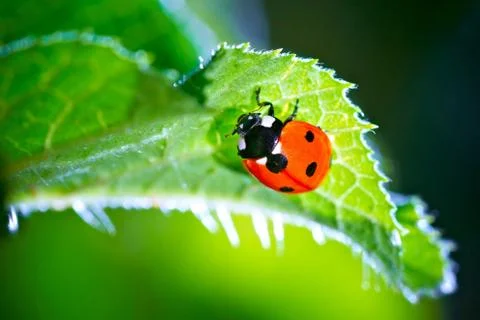 Ladybug Stock Photos