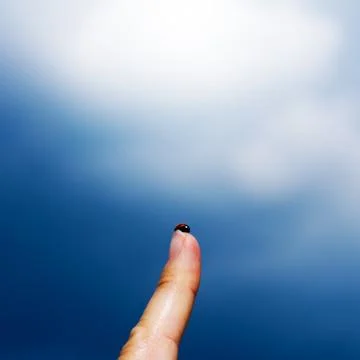 Ladybug Stock Photos