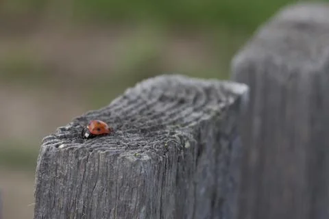 Ladybug Stock Photos