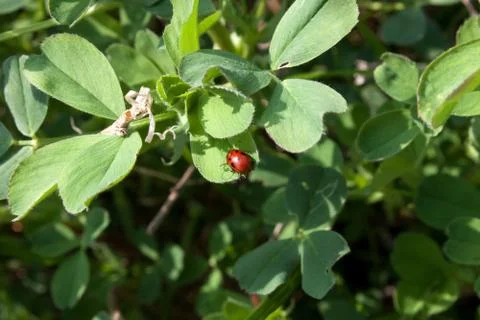 Ladybug Stock Photos