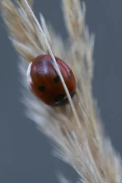 Ladybug Stock Photos