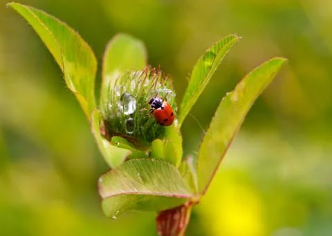 Ladybug Stock Photos