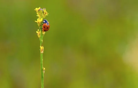 Ladybug Stock Photos