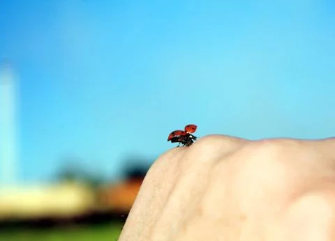 Ladybug Stock Photos
