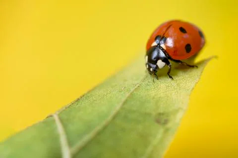 Ladybug Foto stock