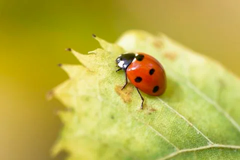 Ladybug 스톡 사진