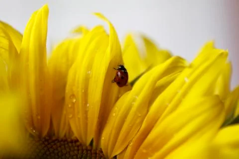 Ladybug Stock Photos