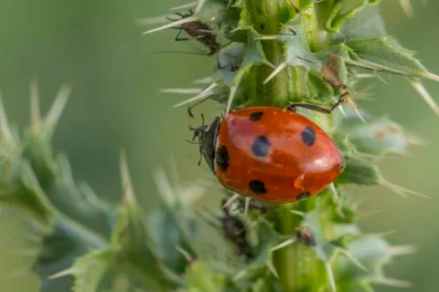 Ladybug Stock Photos