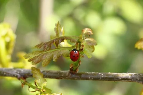 Ladybug Stock Photos