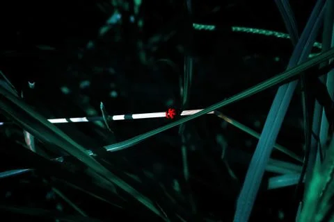 Ladybug Stock Photos