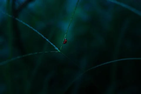 Ladybug Stock Photos