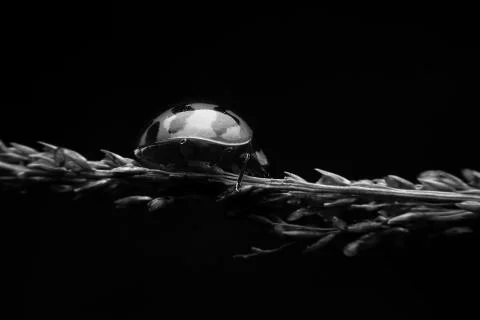 Ladybug Stock Photos