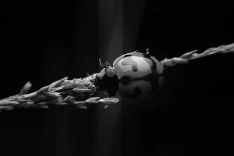 Ladybug Stock Photos