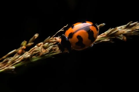 Ladybug Stock Photos