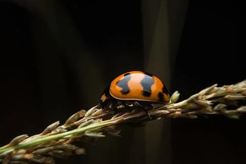 Ladybug Stock Photos