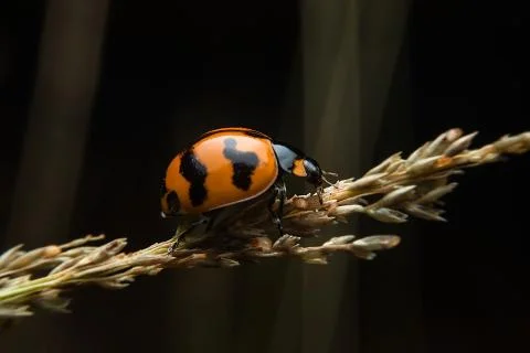 Ladybug Stock Photos