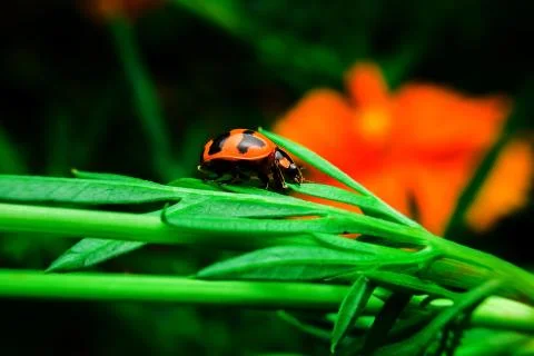 Ladybug Stock Photos