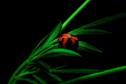 Ladybug Stock Photos