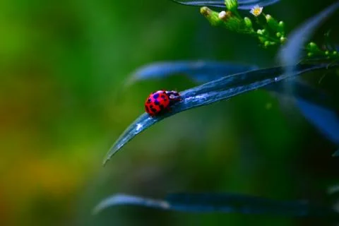Ladybug Stock Photos