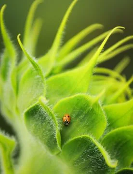 The ladybug Stock Photos