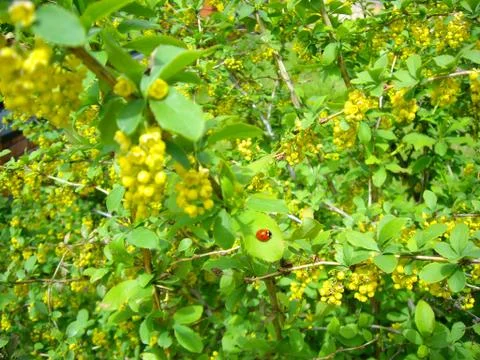 Ladybug Stock Photos